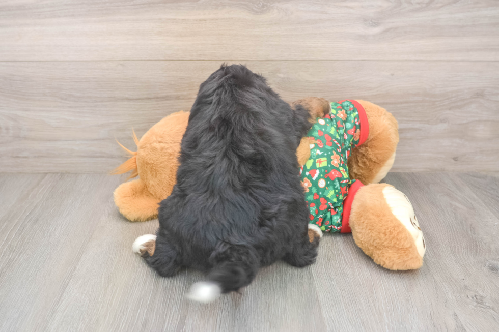 Smart Mini Bernedoodle Poodle Mix Pup