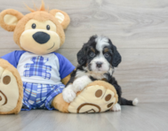 7 week old Mini Bernedoodle Puppy For Sale - Seaside Pups