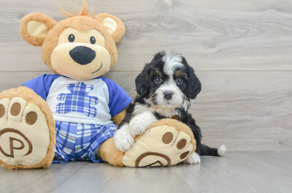 6 week old Mini Bernedoodle Puppy For Sale - Seaside Pups