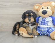 7 week old Mini Bernedoodle Puppy For Sale - Seaside Pups