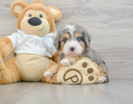 6 week old Mini Bernedoodle Puppy For Sale - Seaside Pups