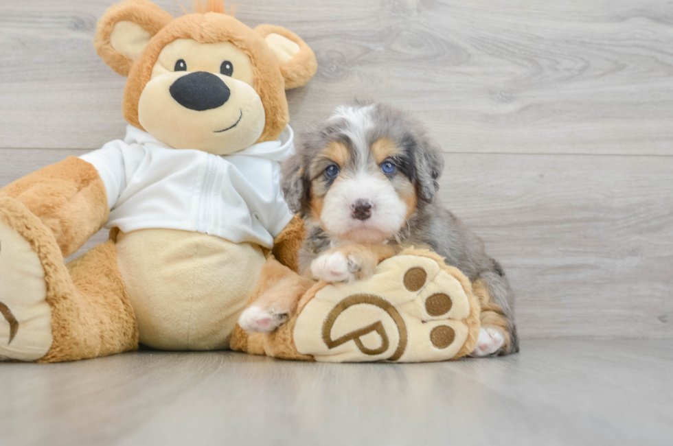 5 week old Mini Bernedoodle Puppy For Sale - Seaside Pups