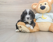 7 week old Mini Bernedoodle Puppy For Sale - Seaside Pups