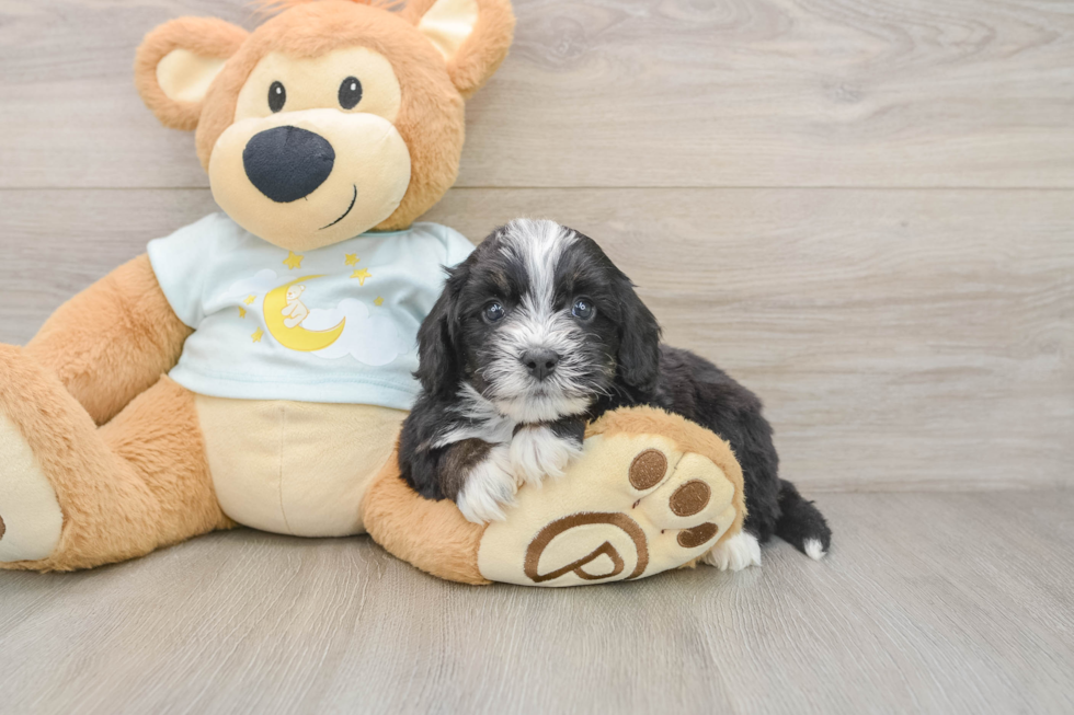 Smart Mini Bernedoodle Poodle Mix Pup