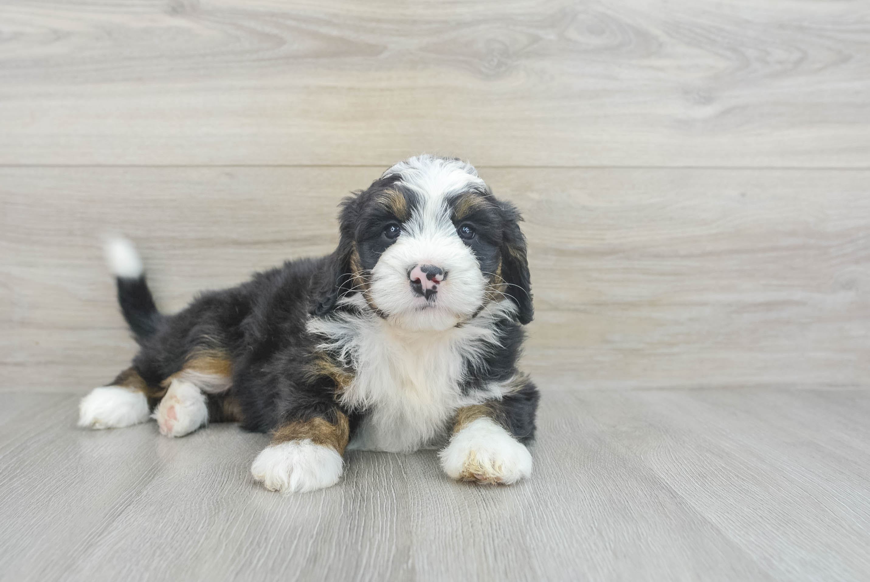 Bernedoodle mountain dog puppy fashion