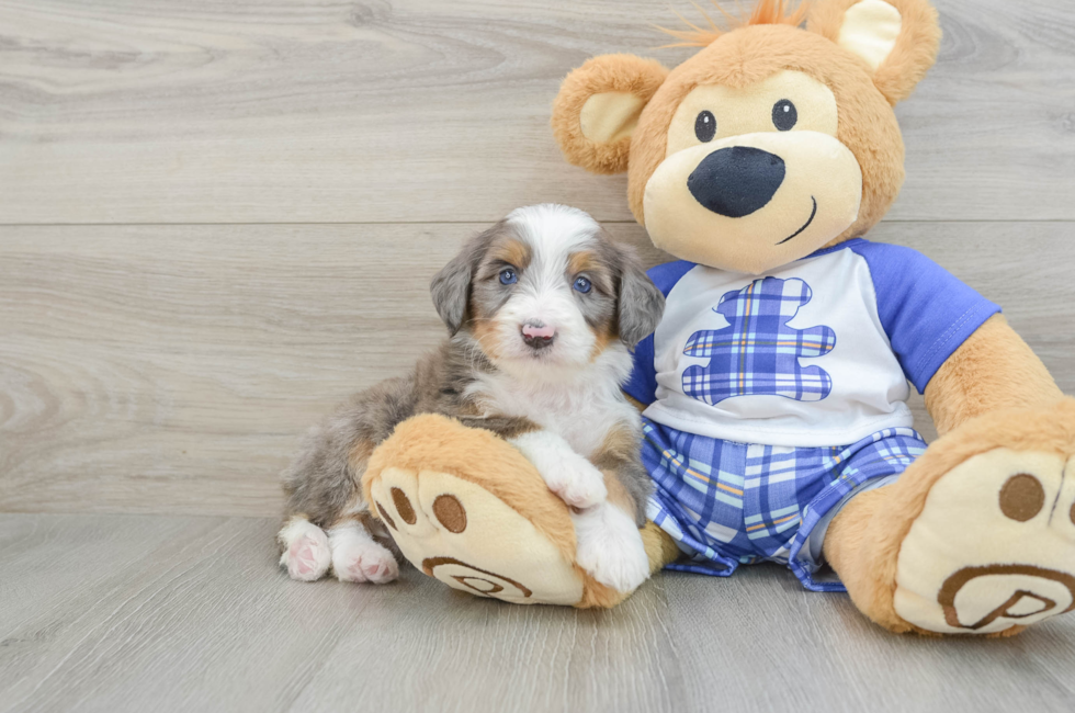 7 week old Mini Bernedoodle Puppy For Sale - Seaside Pups