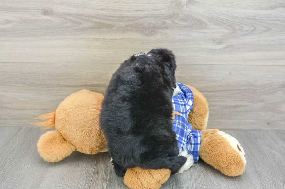 Little Mini Bernesedoodle Poodle Mix Puppy