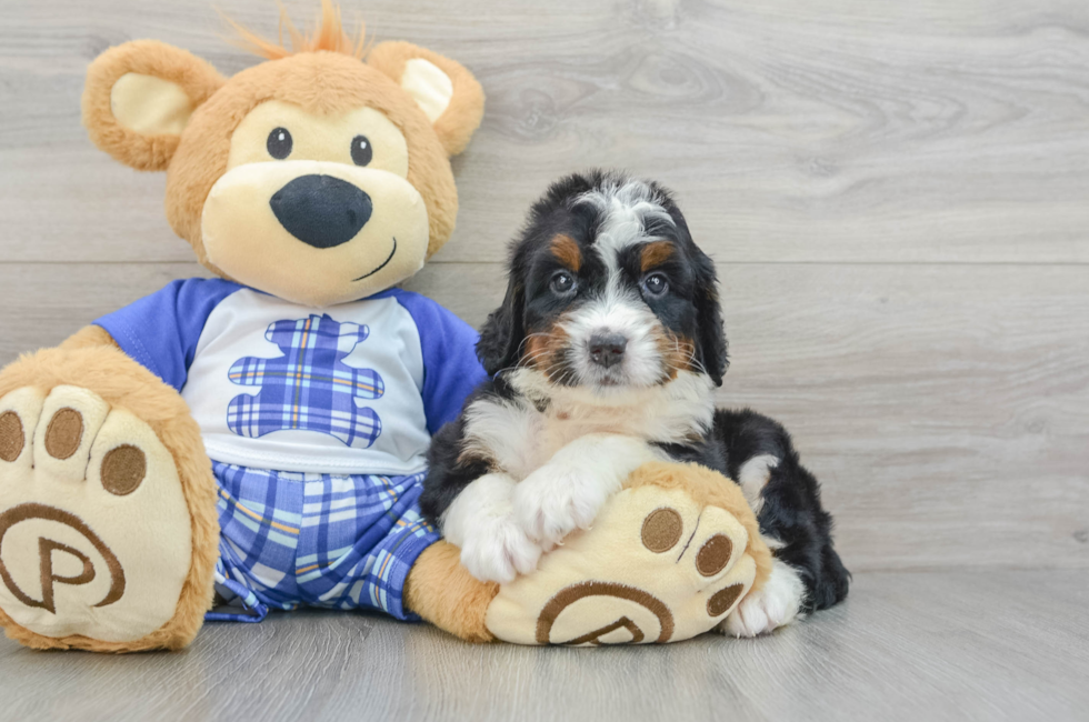 6 week old Mini Bernedoodle Puppy For Sale - Seaside Pups