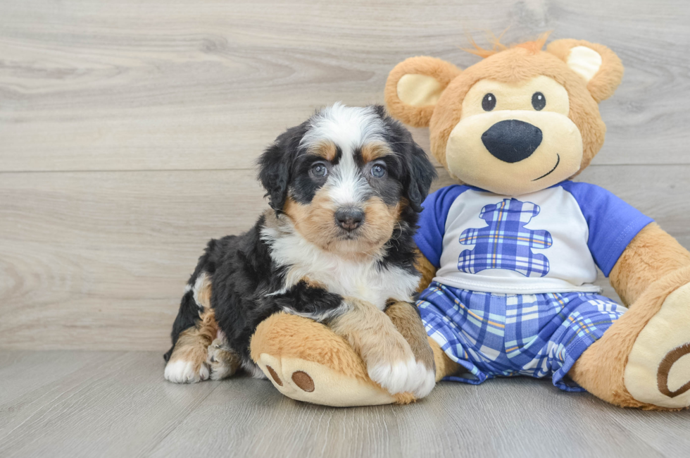 6 week old Mini Bernedoodle Puppy For Sale - Seaside Pups