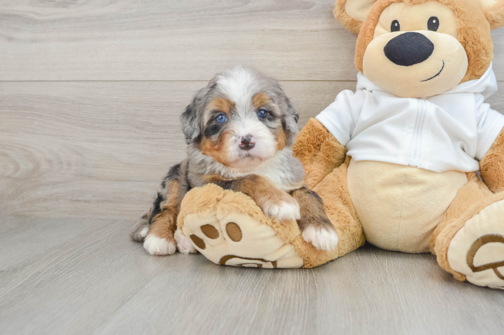 Friendly Mini Bernedoodle Baby