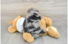 Friendly Mini Bernedoodle Baby