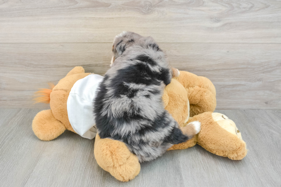 Friendly Mini Bernedoodle Baby