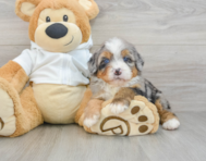 7 week old Mini Bernedoodle Puppy For Sale - Seaside Pups