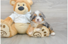 Sweet Mini Bernedoodle Baby
