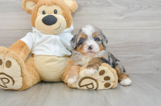 Sweet Mini Bernedoodle Baby