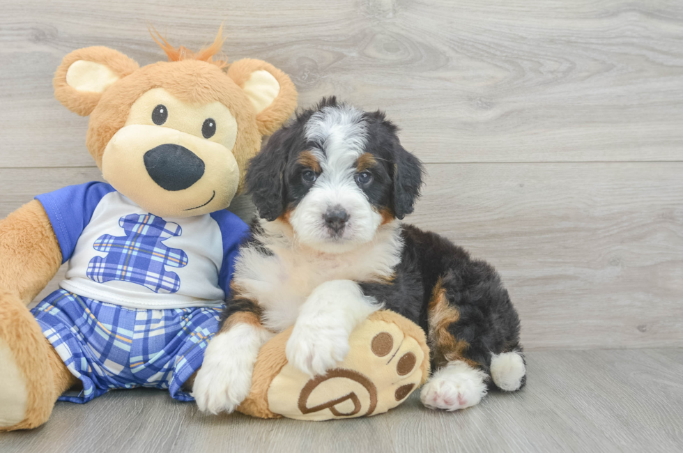 5 week old Mini Bernedoodle Puppy For Sale - Seaside Pups