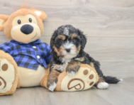 6 week old Mini Bernedoodle Puppy For Sale - Seaside Pups