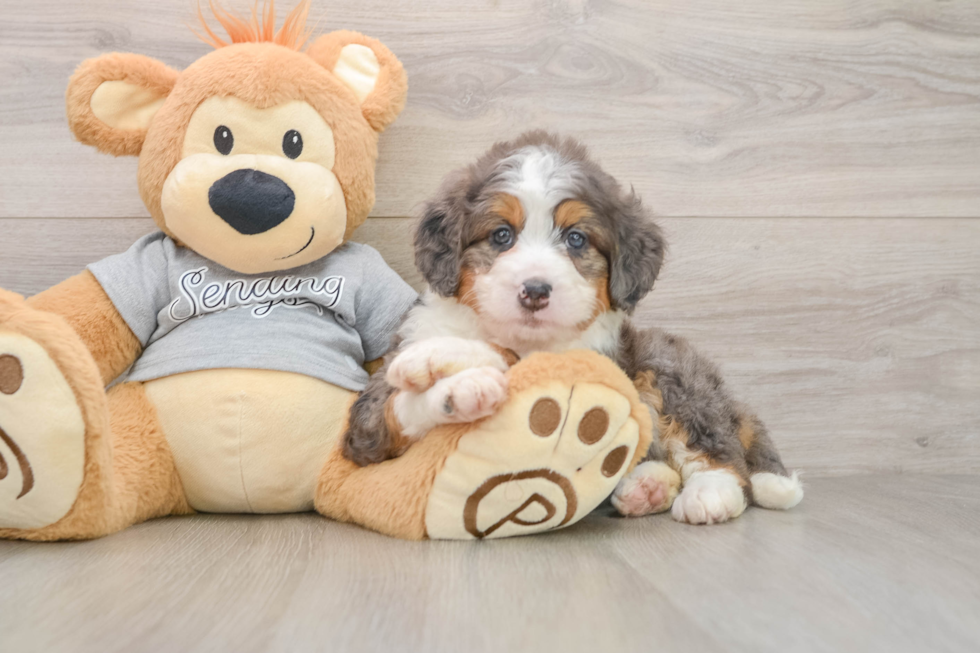 Best Mini Bernedoodle Baby