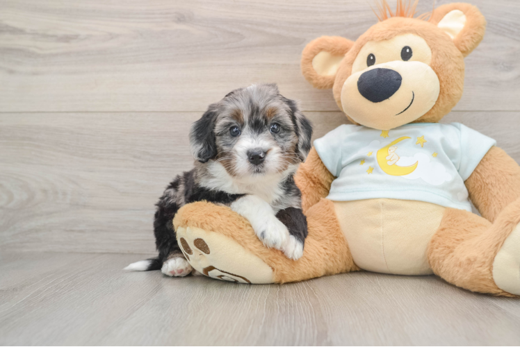 Mini Bernedoodle Puppy for Adoption