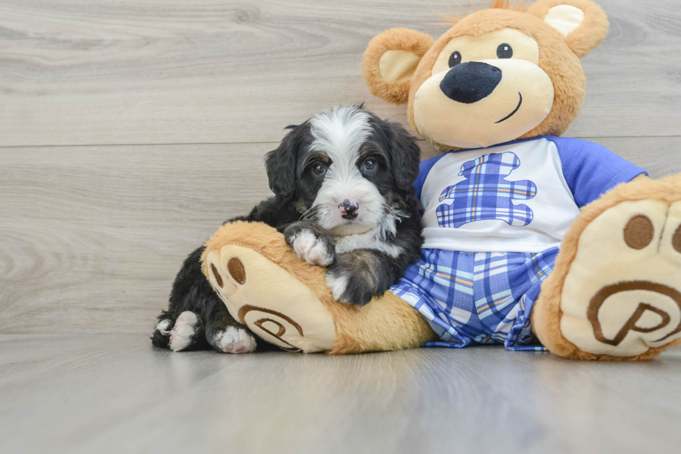 Mini Bernedoodle Puppy for Adoption