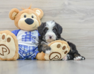 7 week old Mini Bernedoodle Puppy For Sale - Seaside Pups