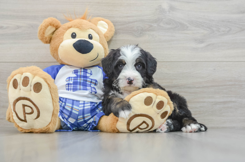 7 week old Mini Bernedoodle Puppy For Sale - Seaside Pups