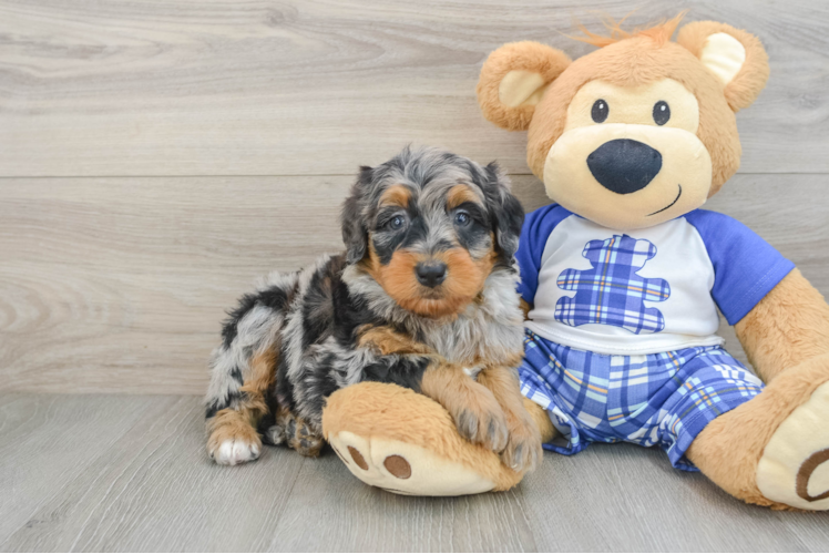 Best Mini Bernedoodle Baby