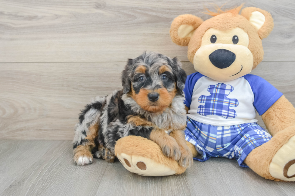 6 week old Mini Bernedoodle Puppy For Sale - Seaside Pups