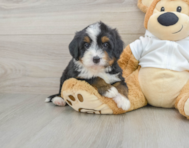 7 week old Mini Bernedoodle Puppy For Sale - Seaside Pups