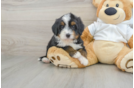 Sweet Mini Bernedoodle Baby