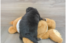Happy Mini Bernedoodle Baby