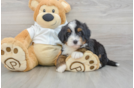 Mini Bernedoodle Pup Being Cute
