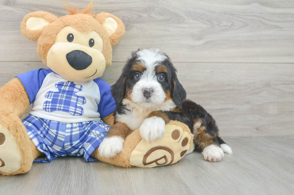 5 week old Mini Bernedoodle Puppy For Sale - Seaside Pups