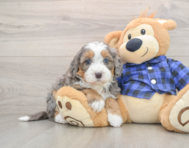 7 week old Mini Bernedoodle Puppy For Sale - Seaside Pups