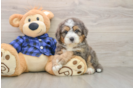 Small Mini Bernedoodle Baby