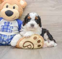 7 week old Mini Bernedoodle Puppy For Sale - Seaside Pups
