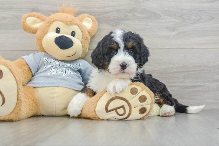 Hypoallergenic Mini Bernesepoo Poodle Mix Puppy