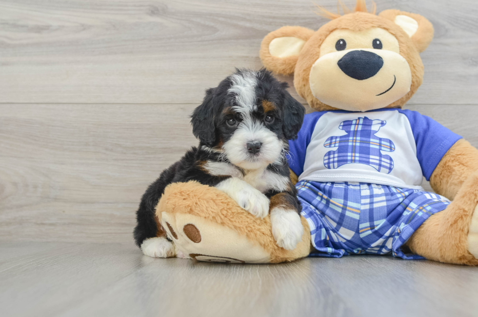 6 week old Mini Bernedoodle Puppy For Sale - Seaside Pups