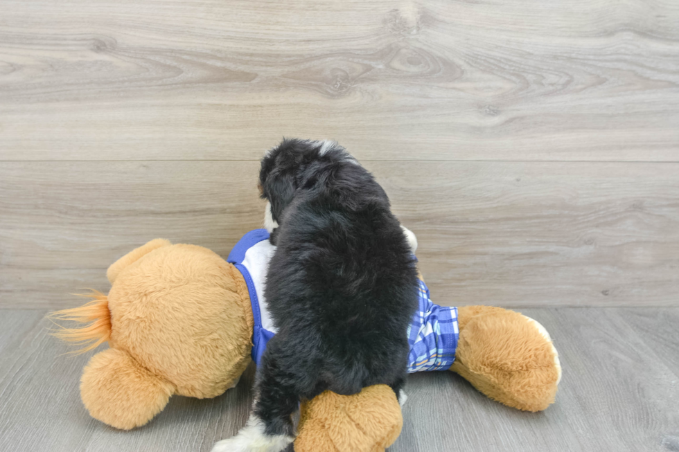 Mini Bernedoodle Puppy for Adoption