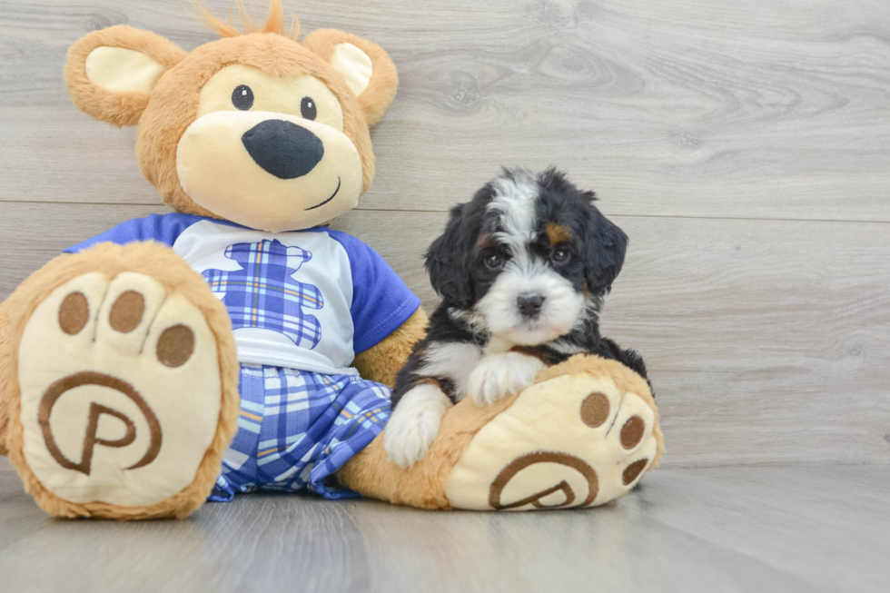 Friendly Mini Bernedoodle Baby