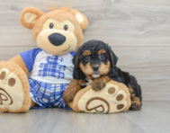 7 week old Mini Bernedoodle Puppy For Sale - Seaside Pups