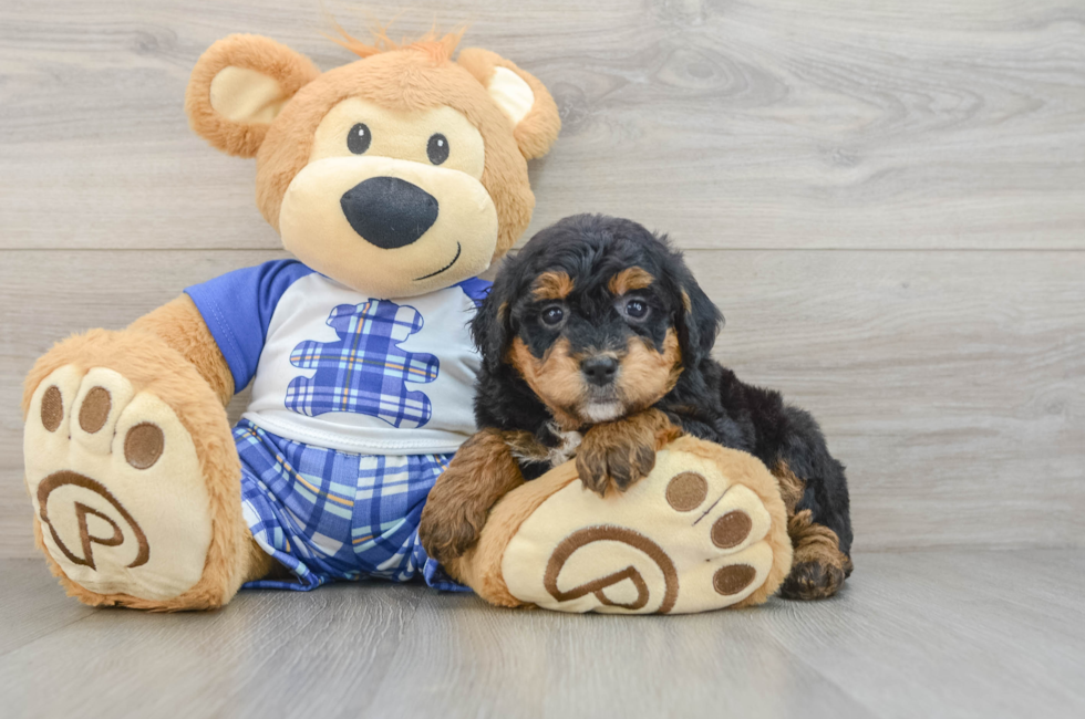 6 week old Mini Bernedoodle Puppy For Sale - Seaside Pups