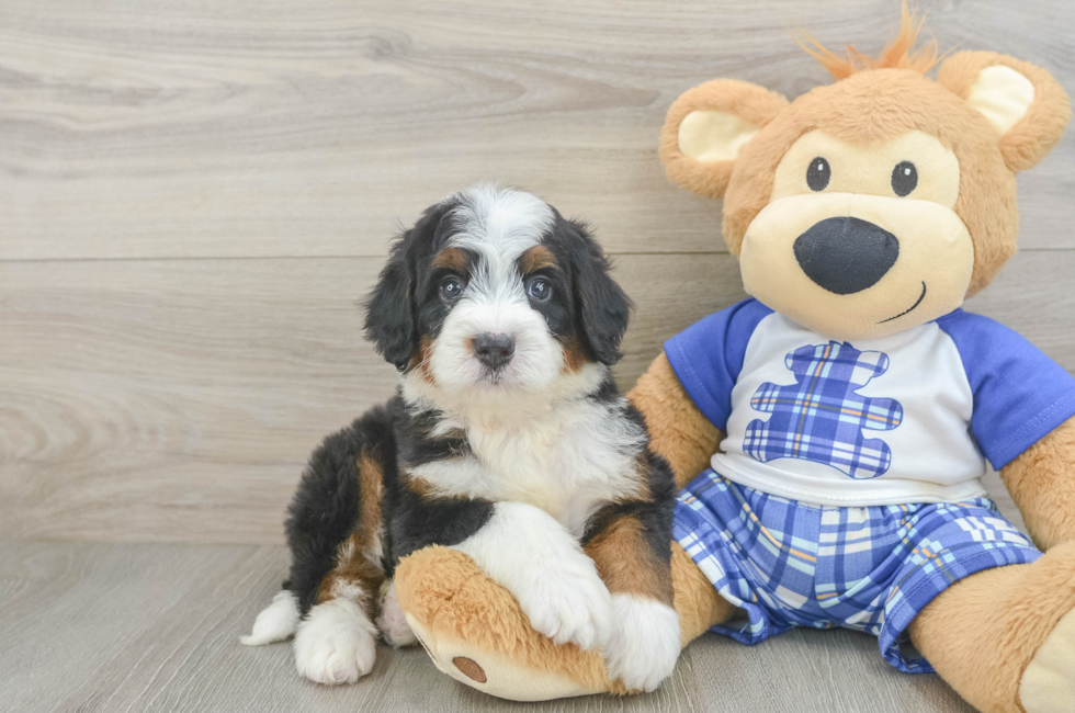 5 week old Mini Bernedoodle Puppy For Sale - Seaside Pups