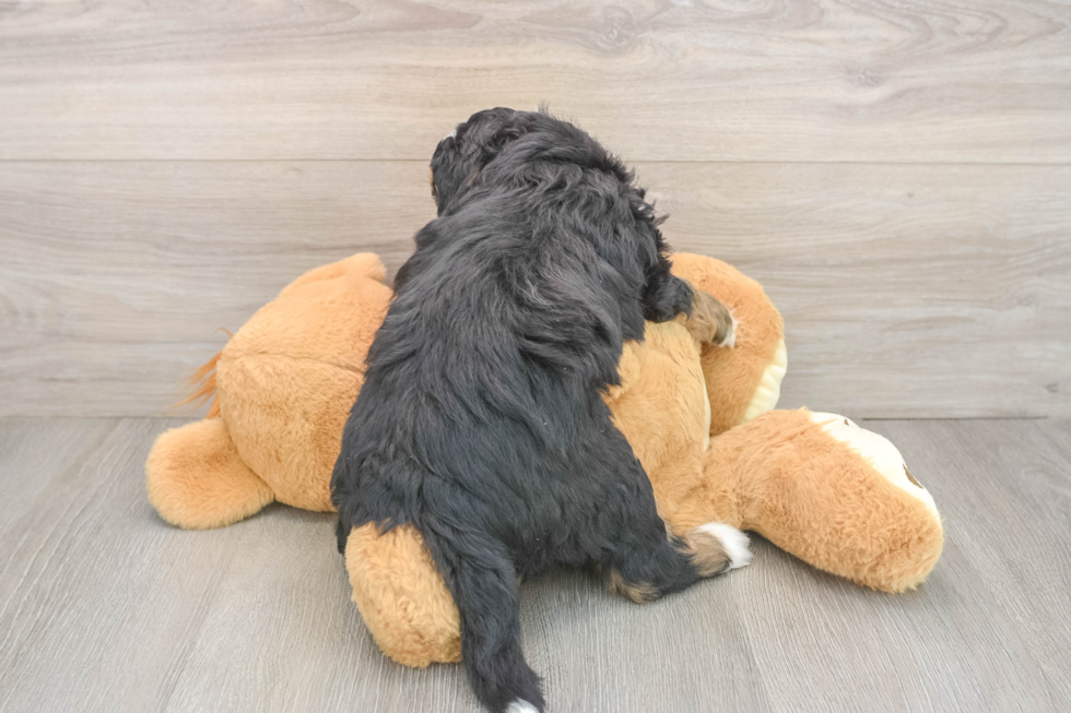 Petite Mini Bernedoodle Poodle Mix Pup