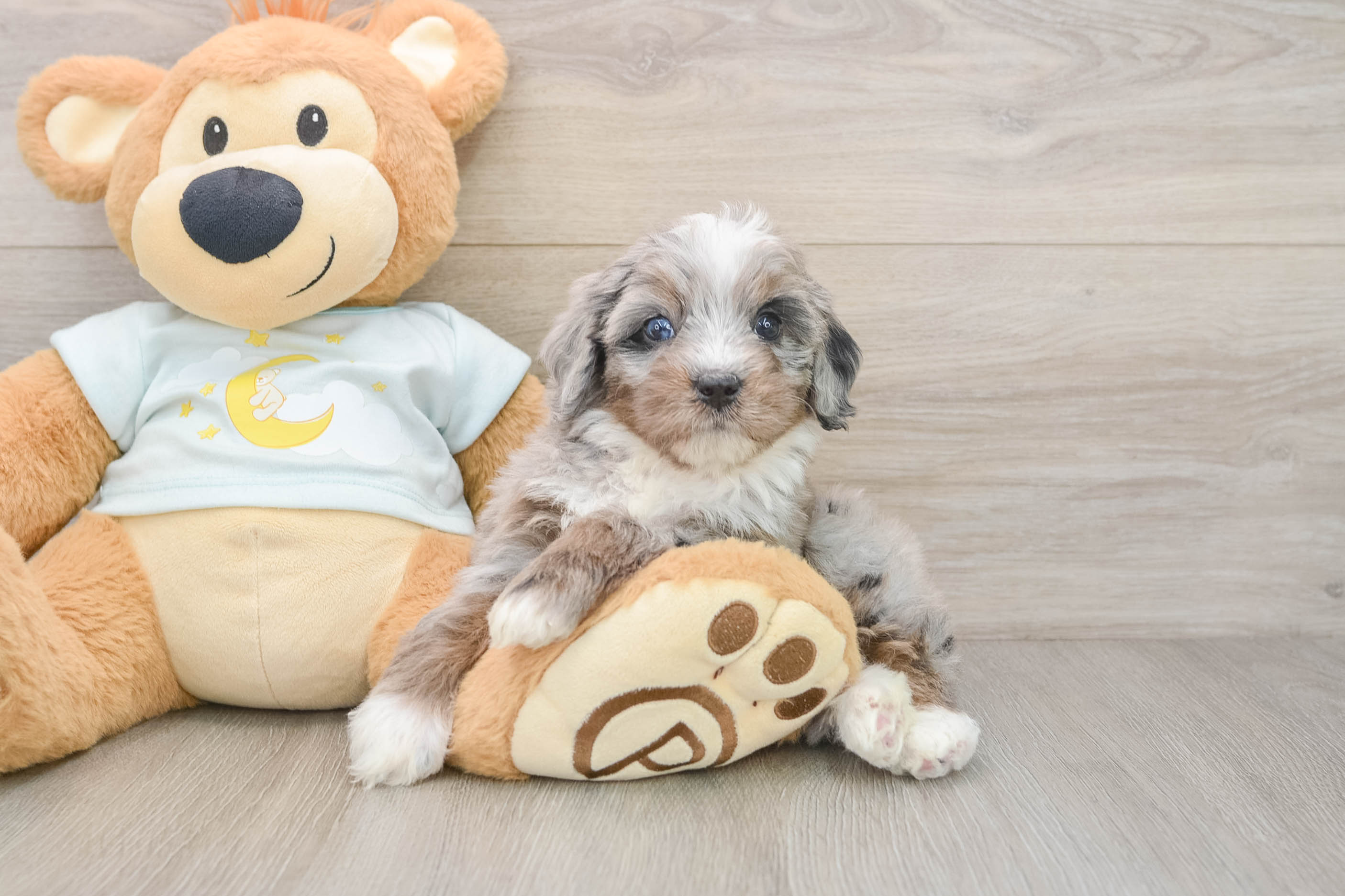 Mini Bernedoodle Puppy for Adoption