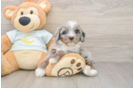 Mini Bernedoodle Puppy for Adoption