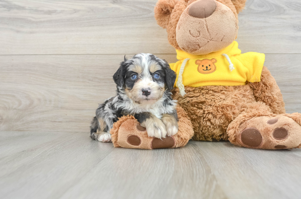 5 week old Mini Bernedoodle Puppy For Sale - Seaside Pups