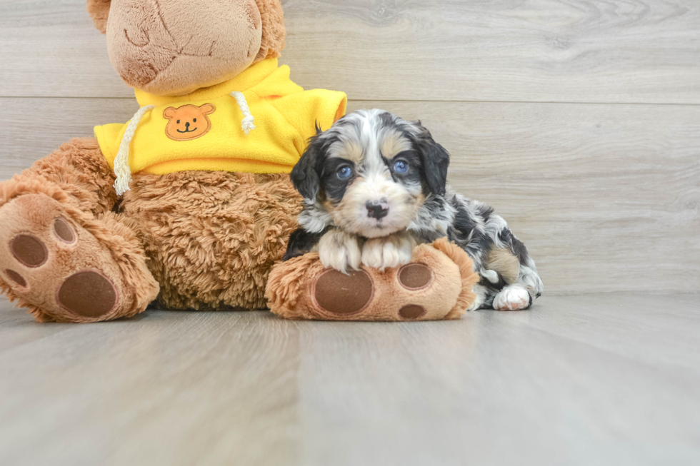 Mini Bernedoodle Pup Being Cute