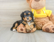 6 week old Mini Bernedoodle Puppy For Sale - Seaside Pups