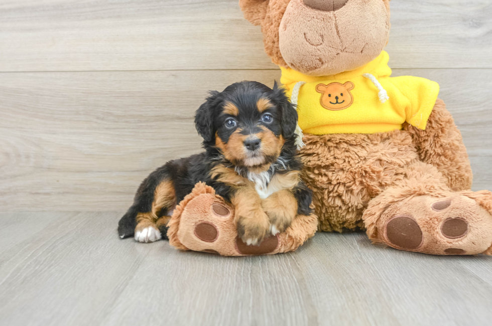 5 week old Mini Bernedoodle Puppy For Sale - Seaside Pups